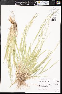 Panicum hallii image