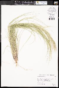 Aristida adscensionis image