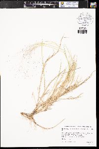 Muhlenbergia asperifolia image