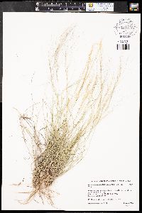 Aristida purpurea var. longiseta image