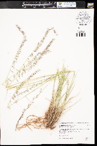 Bouteloua curtipendula var. caespitosa image