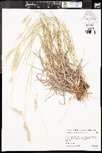 Bothriochloa saccharoides image