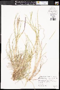 Bothriochloa ischaemum var. songarica image