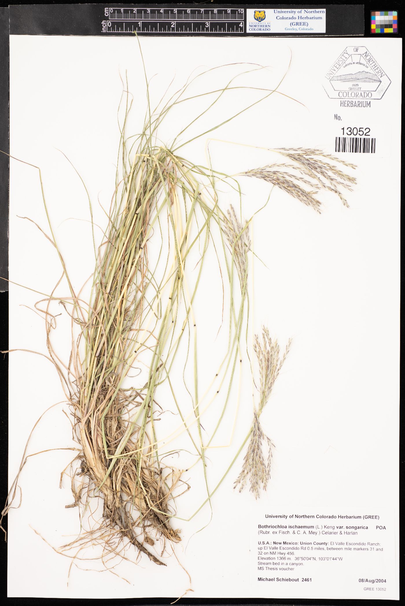 Bothriochloa ischaemum var. songarica image