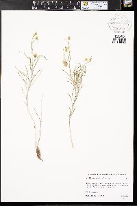 Mirabilis linearis image