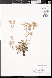 Eriogonum jamesii image