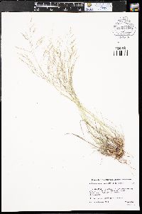 Muhlenbergia torreyi image