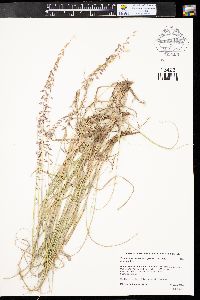 Bouteloua curtipendula var. curtipendula image