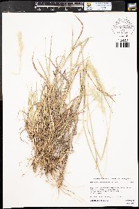 Bothriochloa saccharoides image