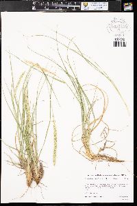 Setaria leucopila image