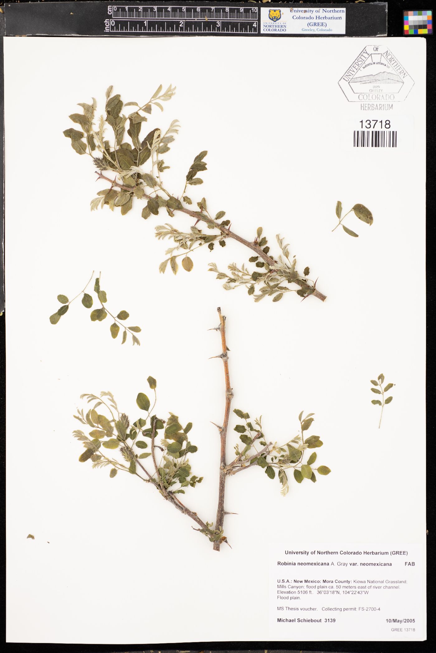 Robinia neomexicana var. neomexicana image