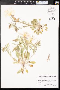 Oenothera albicaulis image