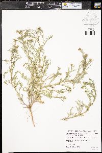 Descurainia pinnata subsp. halictorum image