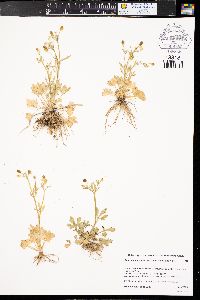 Ranunculus sceleratus var. multifidus image