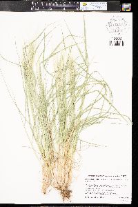 Elymus elymoides subsp. brevifolius image