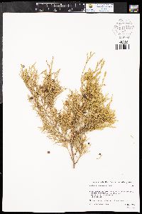 Juniperus scopulorum image