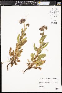 Phacelia integrifolia image