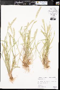 Hordeum pusillum image