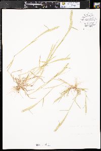 Hordeum pusillum image