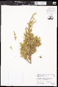 Juniperus monosperma image