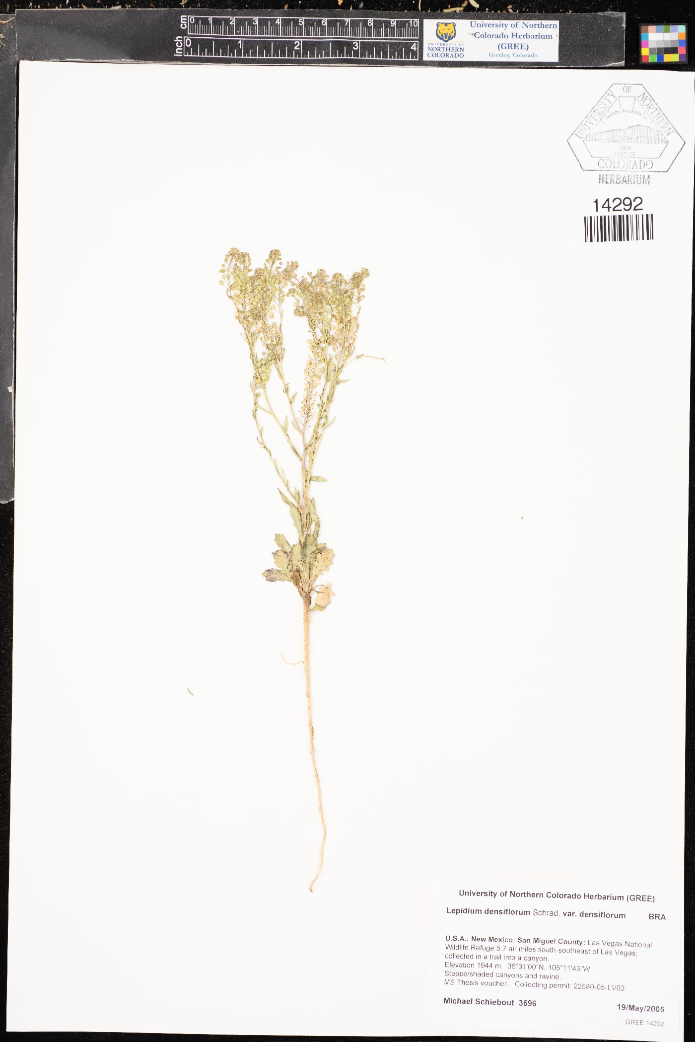 Lepidium densiflorum var. densiflorum image