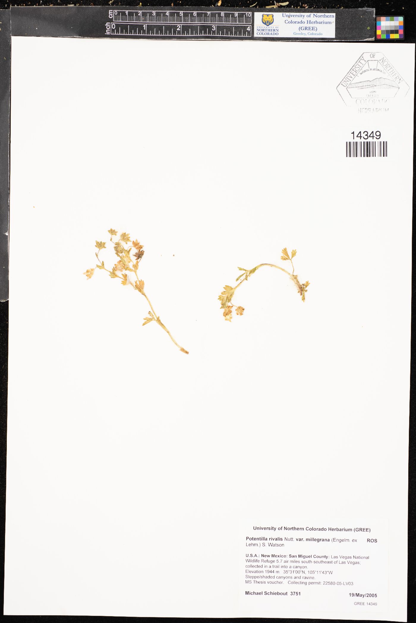 Potentilla rivalis var. millegrana image