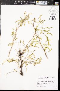 Prosopis glandulosa image