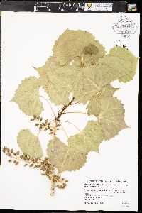 Populus deltoides subsp. monilifera image