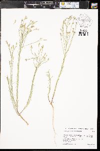 Linum rigidum image