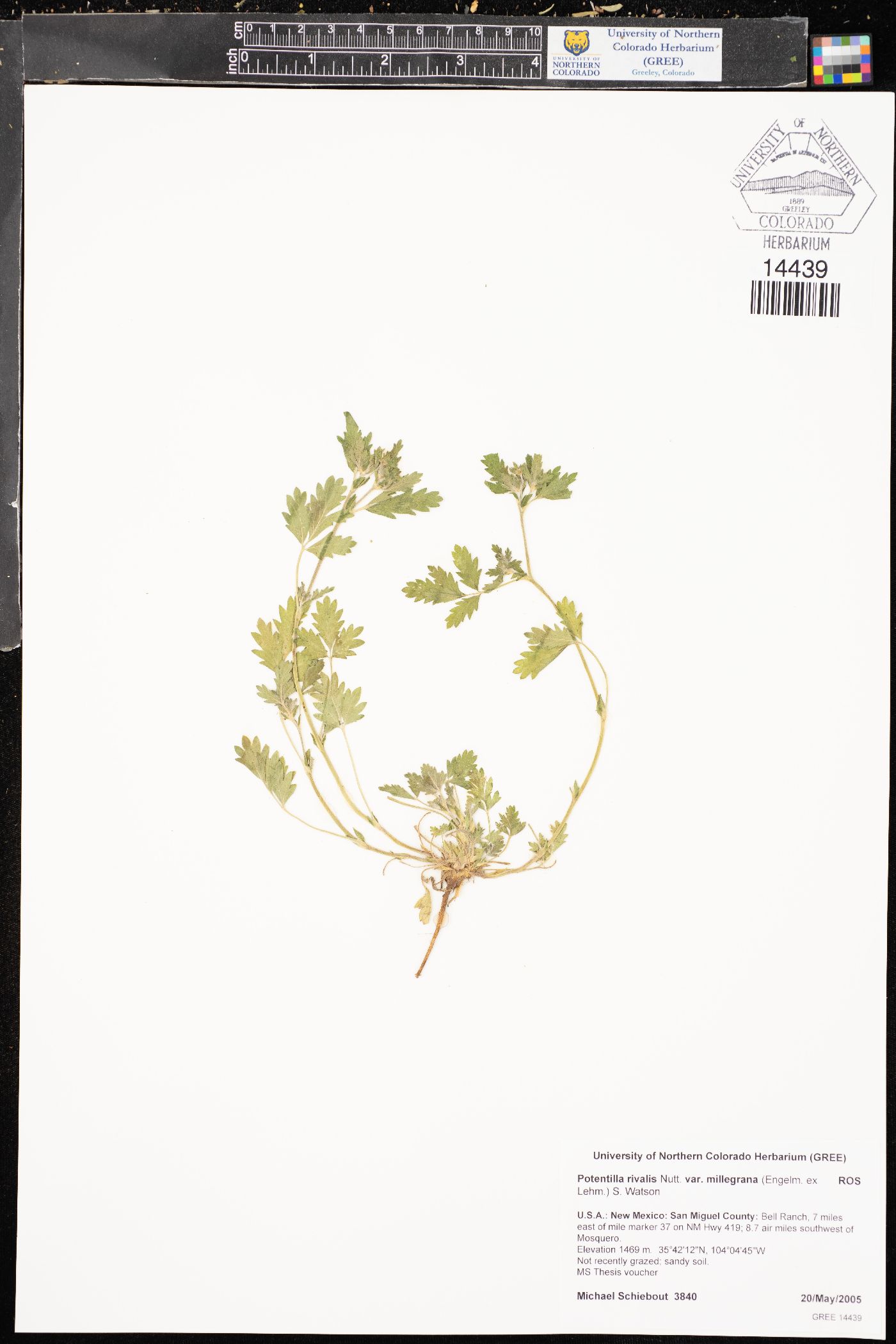 Potentilla rivalis var. millegrana image