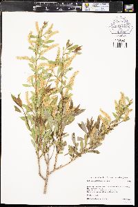 Salix amygdaloides image