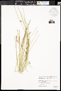 Juncus balticus subsp. balticus image