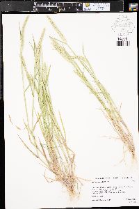 Hordeum pusillum image