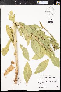 Oenothera curtiflora image