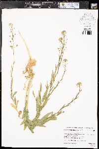 Camelina microcarpa image