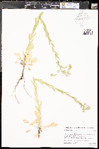 Lepidium draba image