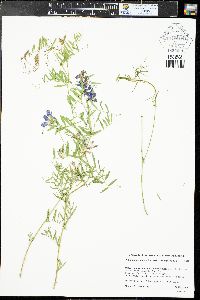 Vicia americana subsp. minor image