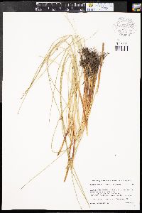 Juncus balticus subsp. balticus image