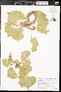 Populus deltoides subsp. monilifera image