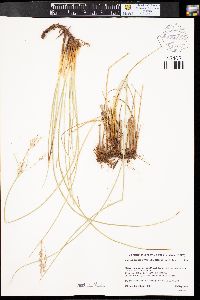 Juncus balticus subsp. balticus image