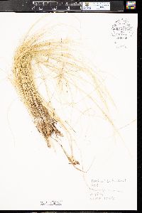 Hesperostipa neomexicana image