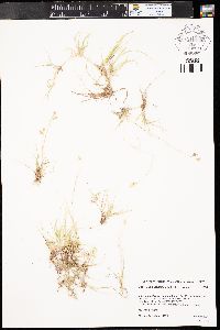 Bouteloua dactyloides image