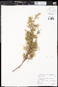 Juniperus scopulorum image