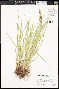 Carex aquatilis var. aquatilis image