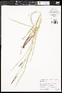 Carex emoryi image