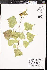 Populus deltoides subsp. monilifera image