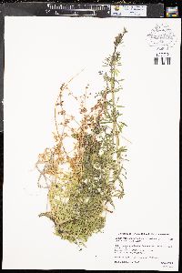 Galium mexicanum subsp. asperrimum image