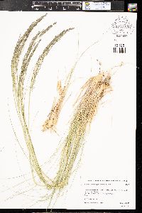 Eragrostis curtipedicellata image