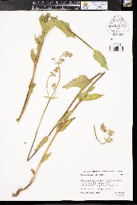 Mirabilis hirsuta image