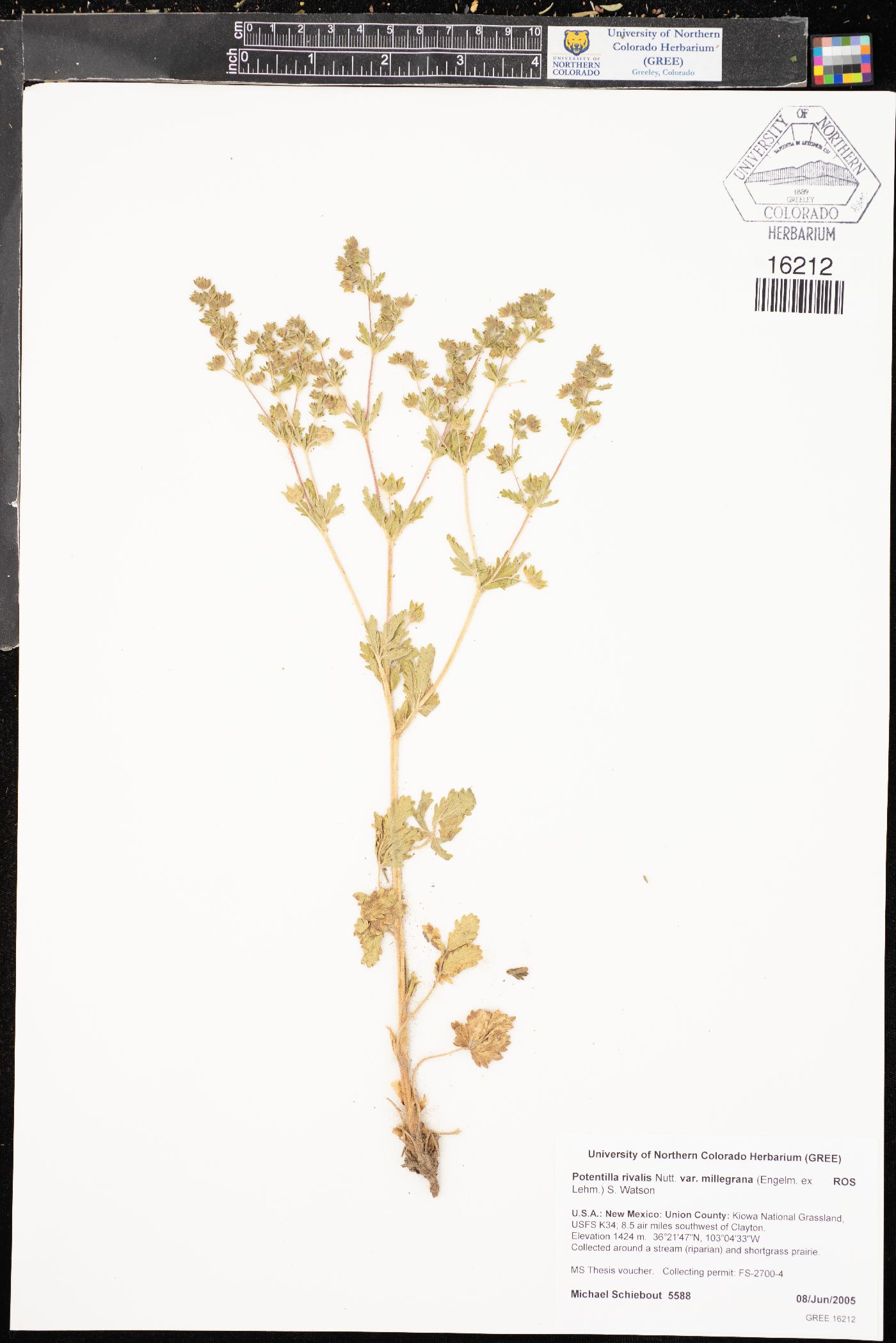 Potentilla rivalis var. millegrana image